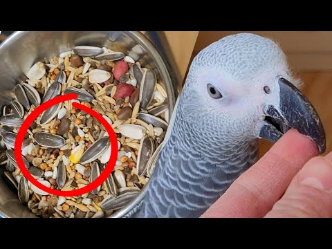 Видео: ЭТО ВАЖНО! Почему попугай жако ДЖОКЕР НЕ ЕСТ корм из магазина?!