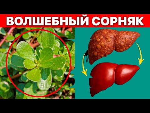 Видео: Портулак — сорняк, который спасает от давления, сахара, болезней печени и сердца