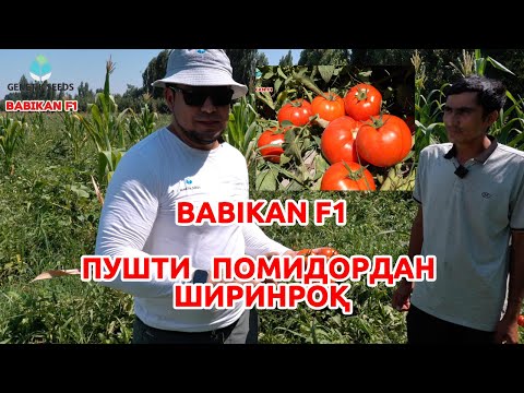 Видео: BABIKAN F1 қизил помидор
