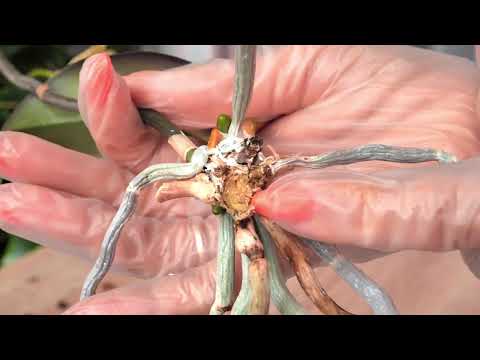 Видео: Кирдык пришлось НЕ ДОЛГО ждать! Сгнившие корни поразили ствол. Распилила орхидею по частям./Посылка.