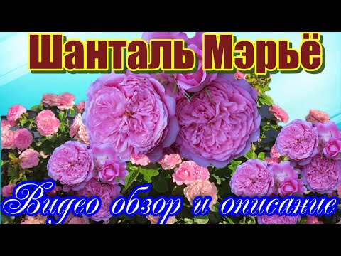 Видео: Видео обзор розы Шанталь Мэрьё (Шраб) - Chantal Merieux (Massad Франция, 1999)