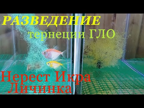 Видео: Разведение тернеции ГЛО  Нерест Икра Личинка