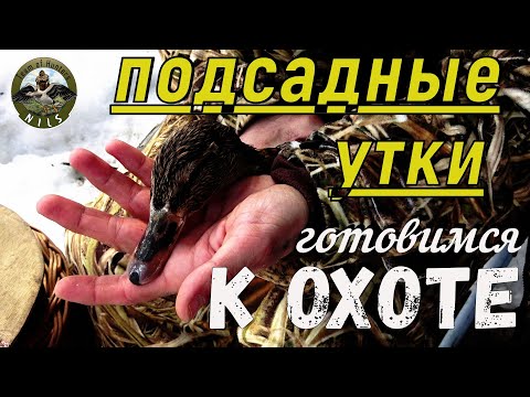 Видео: Команда "Nils" Подсадные утки (готовим подсадных к охоте)