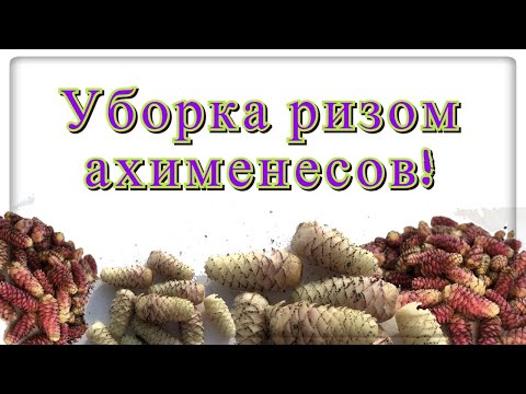 Видео: Уборка ризом ахименесов. РАЗМЕР не ИМЕЕТ ЗНАЧЕНИЯ.