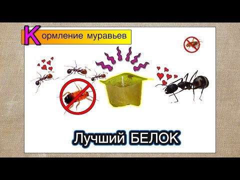 Видео: Лучший белок для муравьев ● Кормление, тараканы больше не нужны