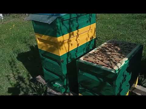Видео: 12 мая 2023 год. Осмотр пчел Бакфаст в 6 рамочных ульях ППУ. новгородская область.