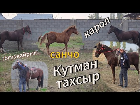 Видео: Кутман  тахсырдан  Кучтуу Ат  жана оспурумдор чыкты