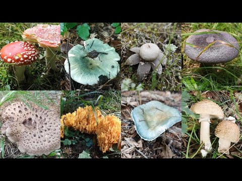 Видео: 36 Диворастящи гъби срещани в България