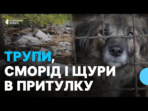 Видео: Виявили рештки тварин, купи сміття та щурів: поліція перевіряє притулок під Дніпром