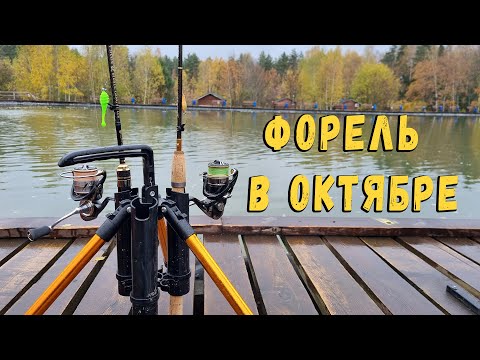 Видео: Форель в октябре