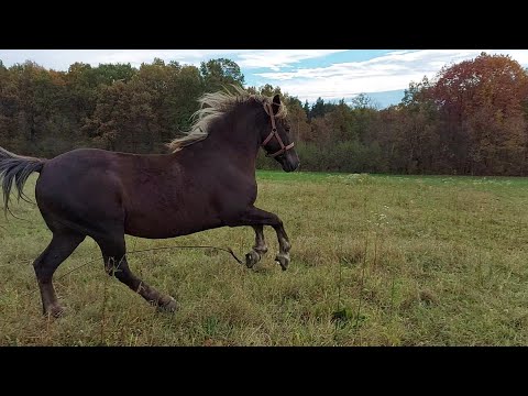 Видео: 🔊Коники на продаж 🔥💥💯село Печеніжин📍