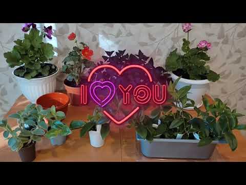 Видео: Повторки Традесканций. Силамонтана. Традесканция Зеленая.