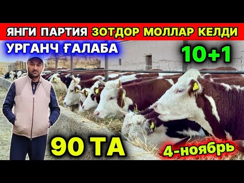 Видео: ЯНГИ ПАРТИЯ ЗОТДОР МОЛЛАР КЕЛДИ УРГАНЧ ҒАЛАБА  4-ноября 2025 г.