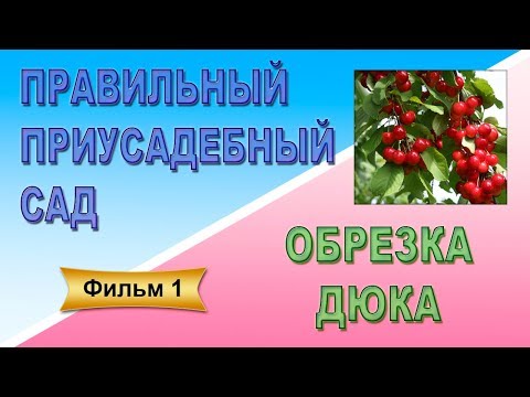 Видео: Правильный приусадебный сад Фильм 1Обрезка дюка