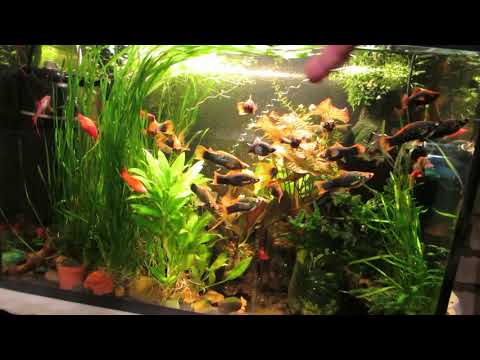 Видео: Аквариумы на разводне, большой обзор!!! Температура воды...