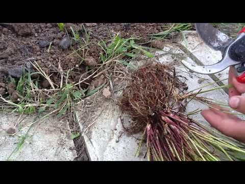 Видео: Размножение земляники делением куста