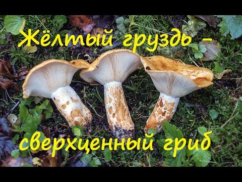 Видео: Жёлтый груздь - сверхценный гриб. Lactarius scrobiculatus.