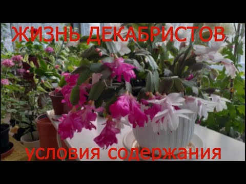 Видео: При каких условиях цветут Декабристы( Шлунбергер)