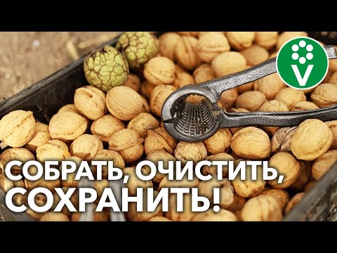 Видео: ГРЕЦКИЕ ОРЕХИ СОХРАНЯТСЯ ДО ВЕСНЫ И ДОЛЬШЕ! Вот ЧТО для этого нужно!