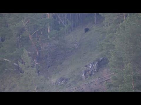 Видео: Добыл медведя на солнцепёке