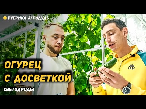 Видео: Патиев рассказал, в каких регионах получают сверх прибыль Сити-Фермеры