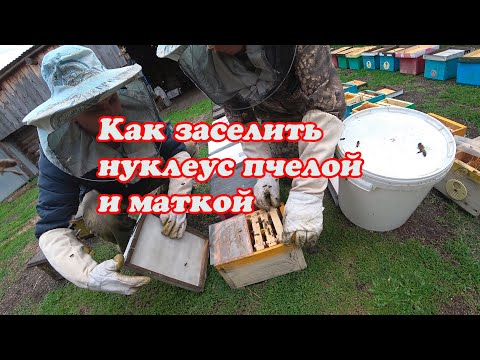 Видео: КАК ЗАСЕЛИТЬ НУКЛЕУСЫ, БЫСТРО И ПРОСТО, БЕЗ РАЗЛИЧНЫХ ЗАМОРОЧЕК