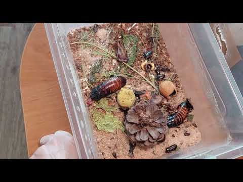 Видео: Занудное видео про уборку у тараканов! Смотреть перед сном, чтоб быстро уснуть :)))