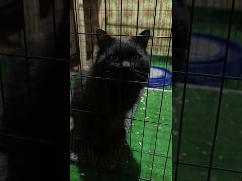 Видео: НОВОСТИ И ПРОБЛЕМЫ КОШКИНОГО🏠, 21.10.25