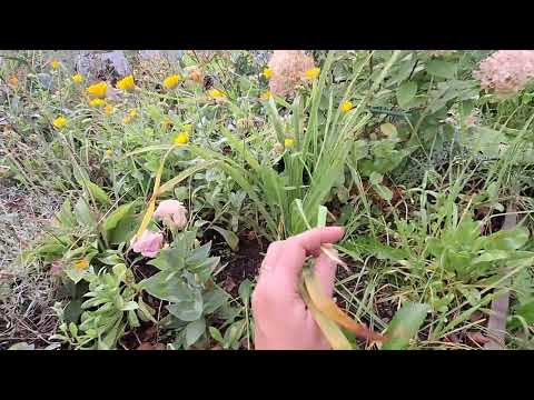 Видео: 🌹🌷🌻🌺Уборка цветника. Обзор пилы аккамуляторной с Валберис. Опора для розы 🌹 #обзор 