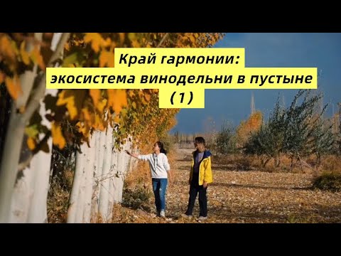 Видео: Край гармонии: экосистема винодельни в пустыне 1、2、3