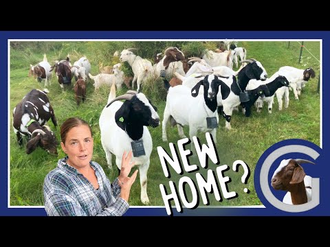 Видео: Нервничаете?! Наше первое БОЛЬШОЕ приключение с GPS-ошейниками NoFence — видеоблог 89