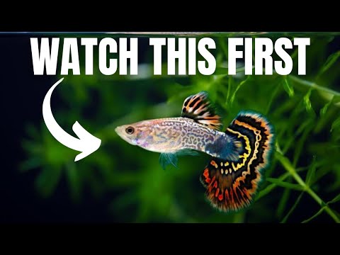 Видео: Проверенные стратегии содержания и разведения тысяч гуппи