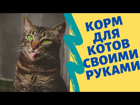 Видео: Домашний корм для котов