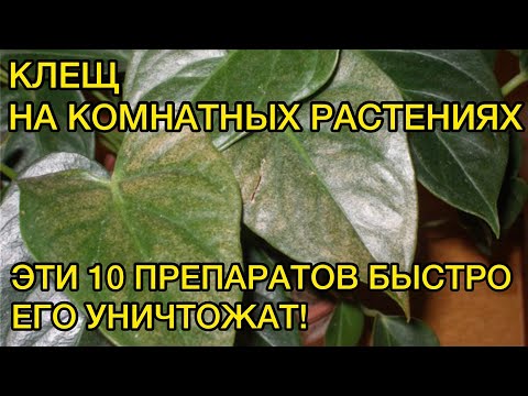 Видео: Паутинный клещ. Быстрое уничтожение. Делюсь рабочими препаратами.