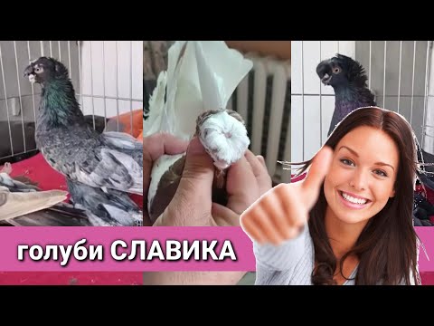 Видео: Голуби СЛАВИКА шикарные. Узбекские двухчубые голуби. Капкан. Челкарь. Жук. Tauben. Pigeons