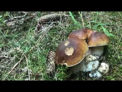 Видео: Манатарки в Родопите Септември с. Зорница - х. Изгрев