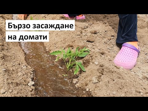 Видео: Бързо засаждане на домати