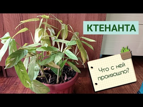 Видео: КТЕНАНТА тусклые листья. Что с ней? Пересадка!