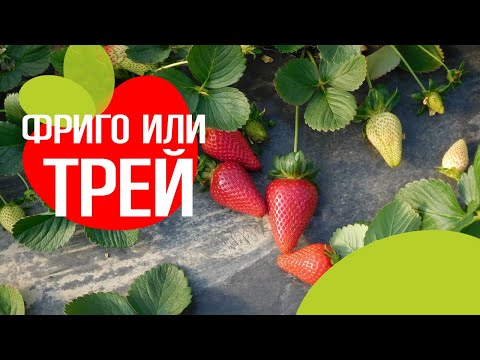 Видео: Рассада фриго или трей? В чем разница.