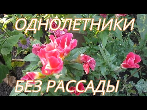 Видео: Красивые Неприхотливые Цветы семенами БЕЗ РАССАДЫ 1.