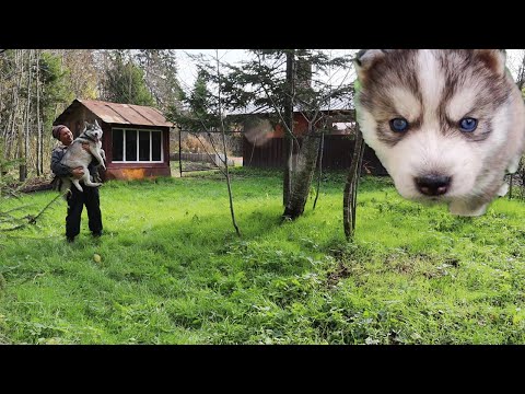 Видео: Сделал большой загон для собаки!