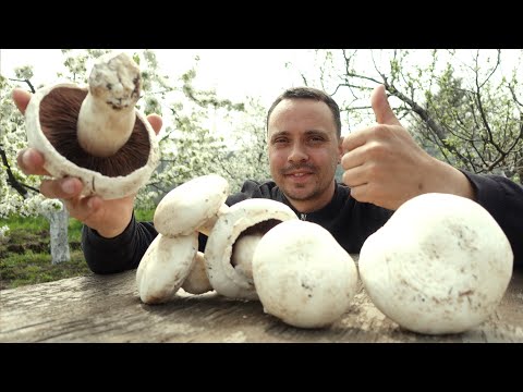 Видео: ВЫРАЩИВАНИЕ ШАМПИНЬОНОВ В ДОМАШНИХ УСЛОВИЯХ