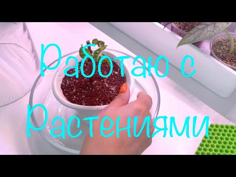 Видео: Пересадка Дракончика, Нолины, Афеландры и не только 😃
