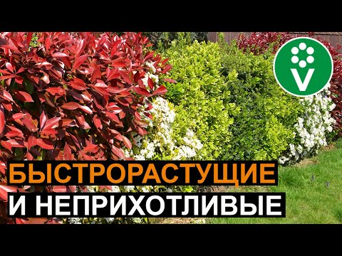 Видео: 5 самых лучших кустарников для живой изгороди