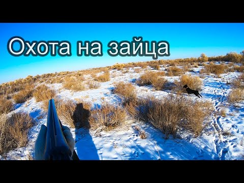 Видео: ТРУДОВАЯ ОХОТА НА ЗАЙЦА. МНОГОСЛЕДИЦА.