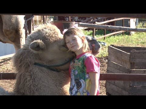 Видео: Верблюды | Хвостатые истории