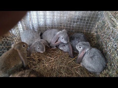 Видео: ФРАНЦУЗСКИЕ БАРАНЫ. Вес в 30 дней.