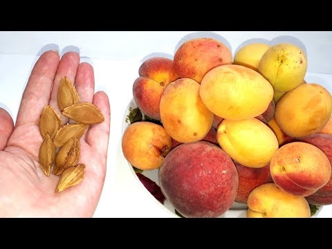 Видео: АБРИКОС. КАК ВЫРАСТИТЬ АБРИКОС из КОСТОЧКИ? Закопайте косточку в саду.
