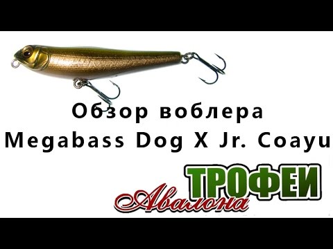 Видео: Обзор воблера Megabass Dog X Jr. Coayu и Slide Sinker - магазин "Трофеи Авалона"
