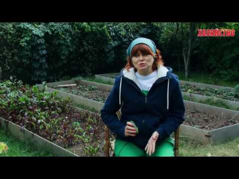 Видео: Два способа рассолить и оздоровить почву